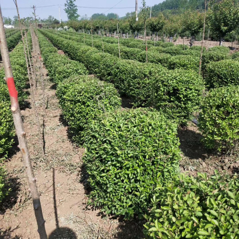 小叶女贞球80-100，基地直销，货源充足