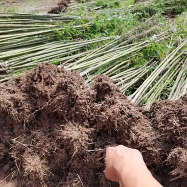 毛竹，各种规格，大量供货有需要的老板电话联系