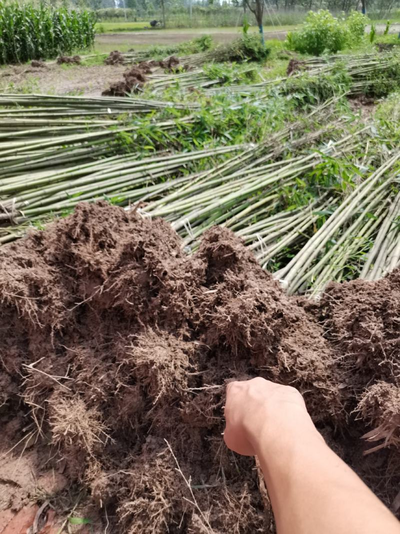 毛竹，各种规格，大量供货有需要的老板电话联系