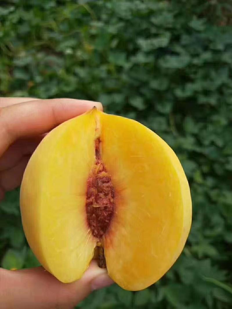 预售！黄金蜜黄桃9月中旬上市，需要的关注