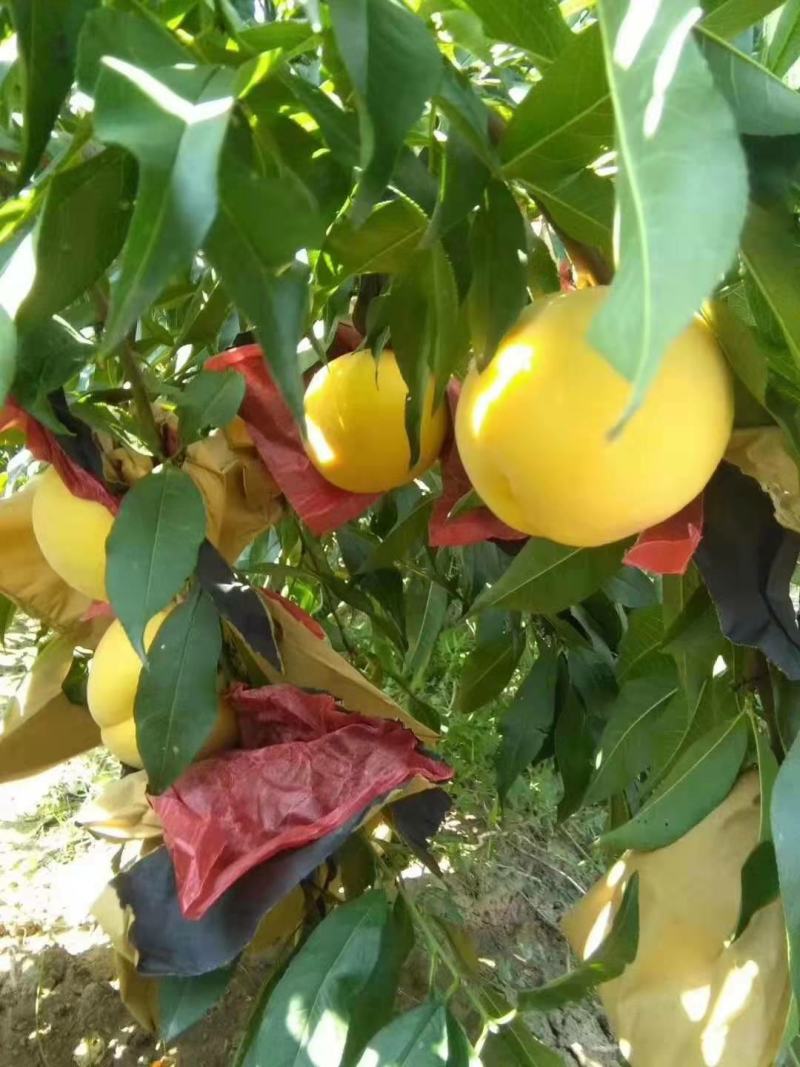 预售！黄金蜜黄桃9月中旬上市，需要的关注