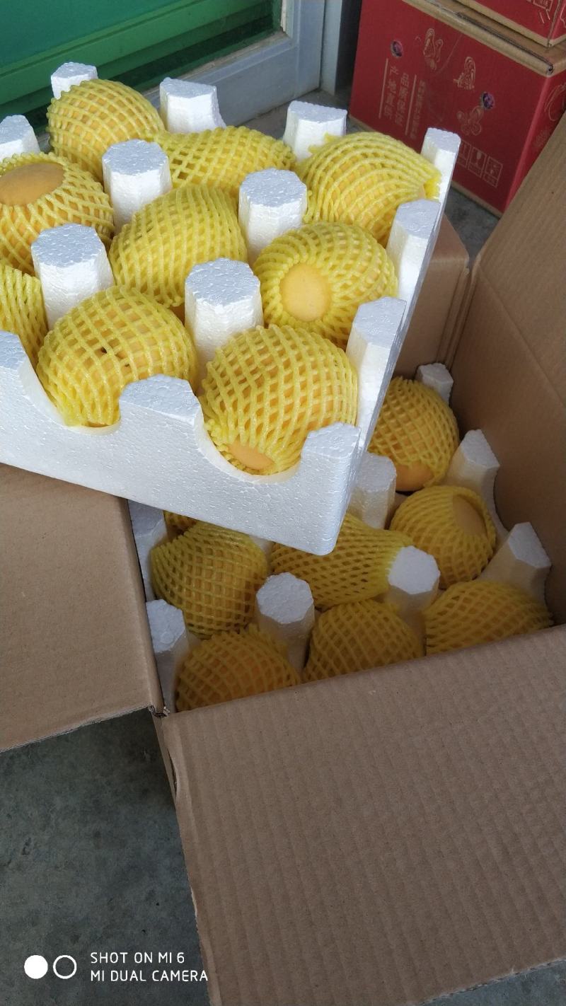 预售！黄金蜜黄桃9月中旬上市，需要的关注