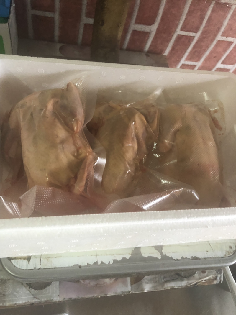 白条鸽