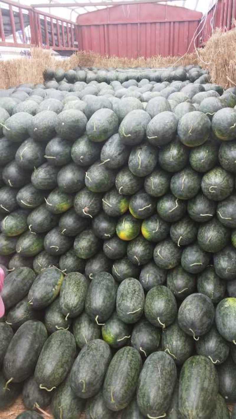 精品陆地头茬黑美人热卖中