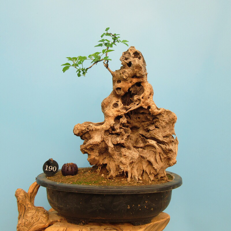 黄荆疙瘩盆景坨坨小老桩下山桩花卉盆景包活全国批发