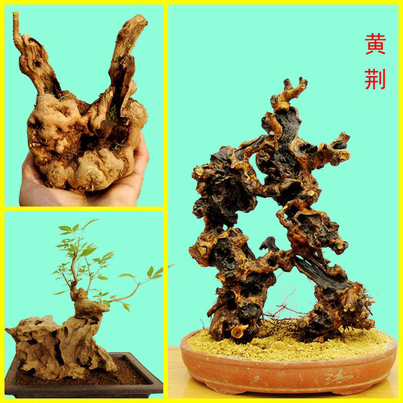 黄荆疙瘩盆景坨坨小老桩下山桩花卉盆景包活全国批发