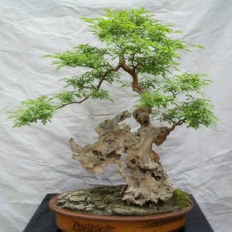 黄荆疙瘩盆景坨坨小老桩下山桩花卉盆景包活全国批发