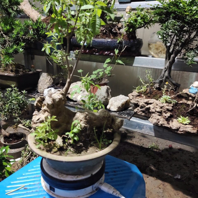 黄荆疙瘩盆景坨坨小老桩下山桩花卉盆景包活全国批发