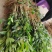无籽青柠檬苗，多季开花结果，品种质量保当年种植可少量挂果