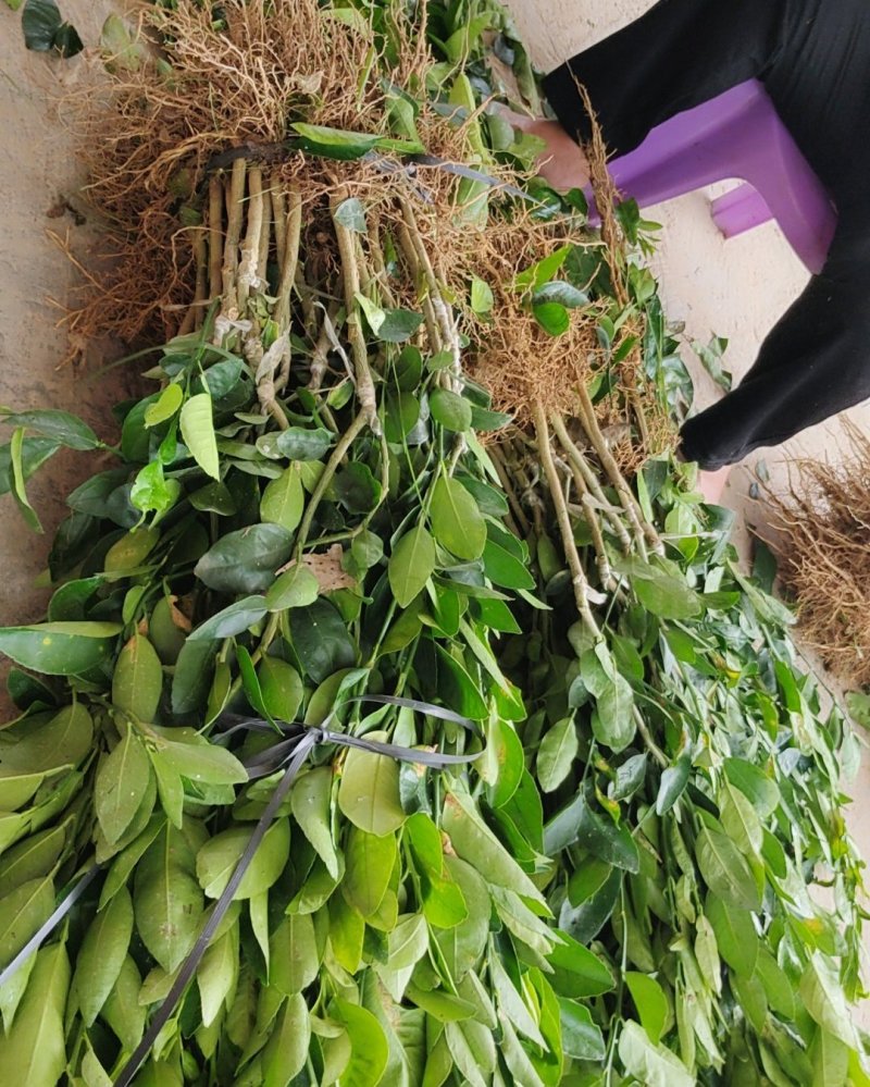 无籽青柠檬苗，多季开花结果，品种质量保当年种植可少量挂果