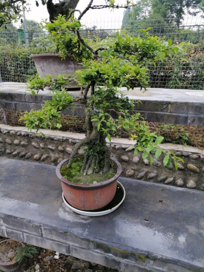 出售罗汉松，精品罗汉松，品质上乘，价格面议