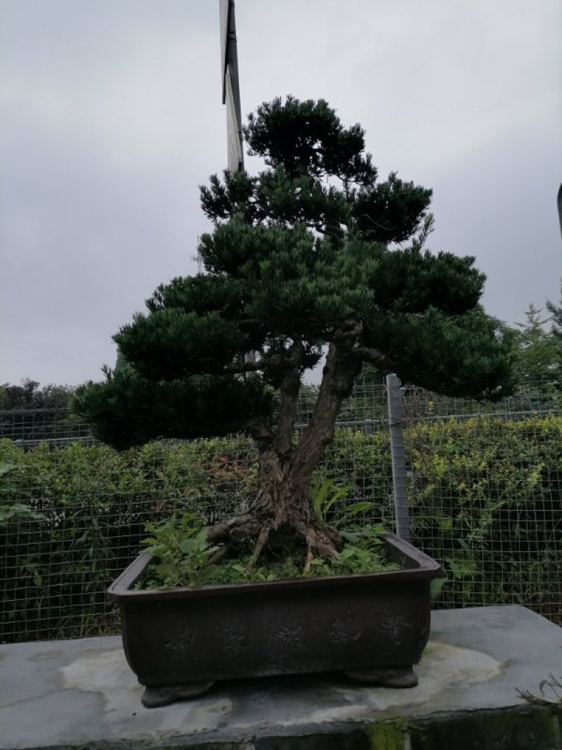 出售罗汉松，精品罗汉松，品质上乘，价格面议
