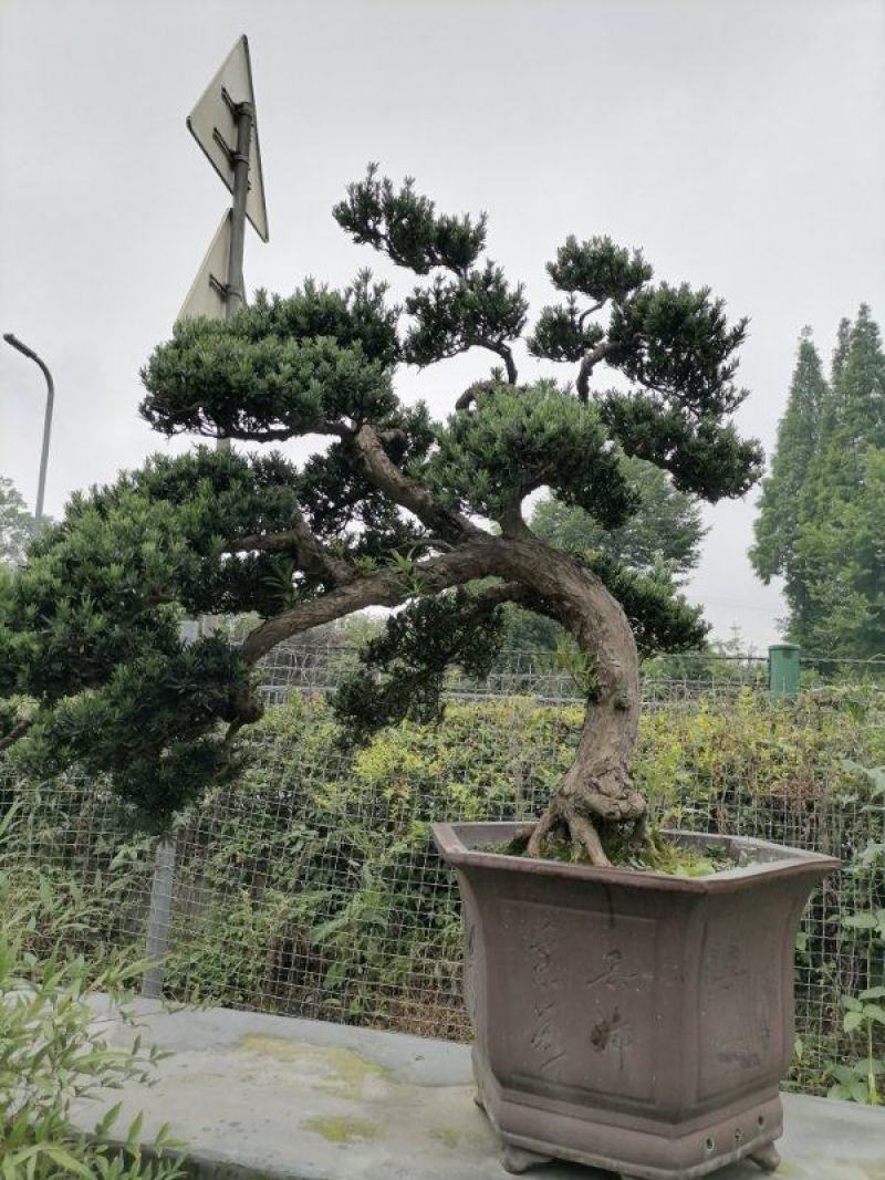 出售罗汉松，精品罗汉松，品质上乘，价格面议