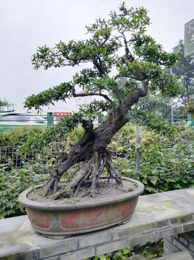 出售罗汉松，精品罗汉松，品质上乘，价格面议