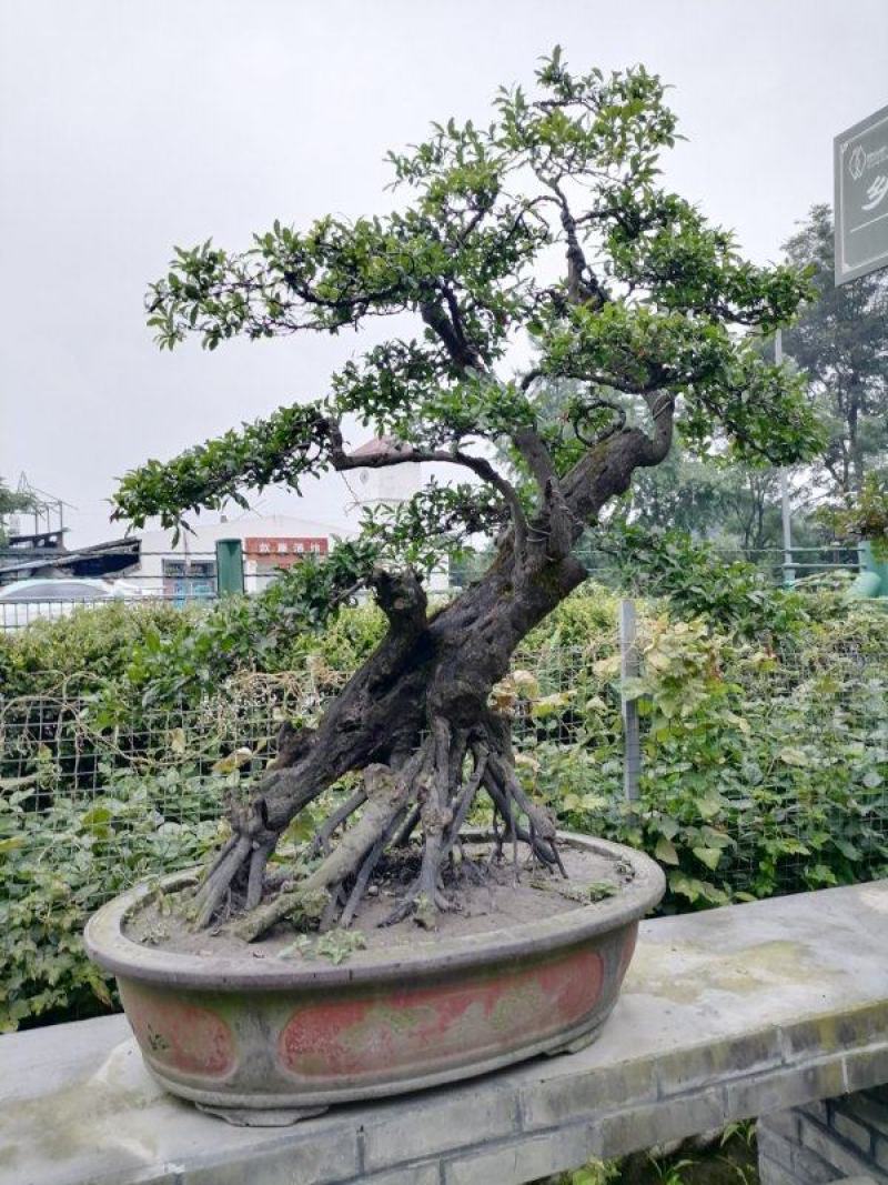 出售罗汉松，精品罗汉松，品质上乘，价格面议