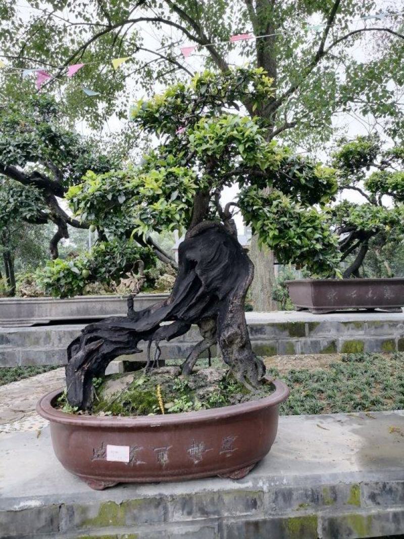 出售罗汉松，精品罗汉松，品质上乘，价格面议