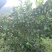 无籽青柠檬苗，多季开花结果，品种质量保当年种植可少量挂果