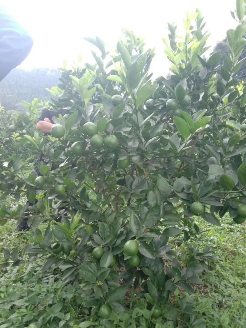 无籽青柠檬苗，多季开花结果，品种质量保当年种植可少量挂果