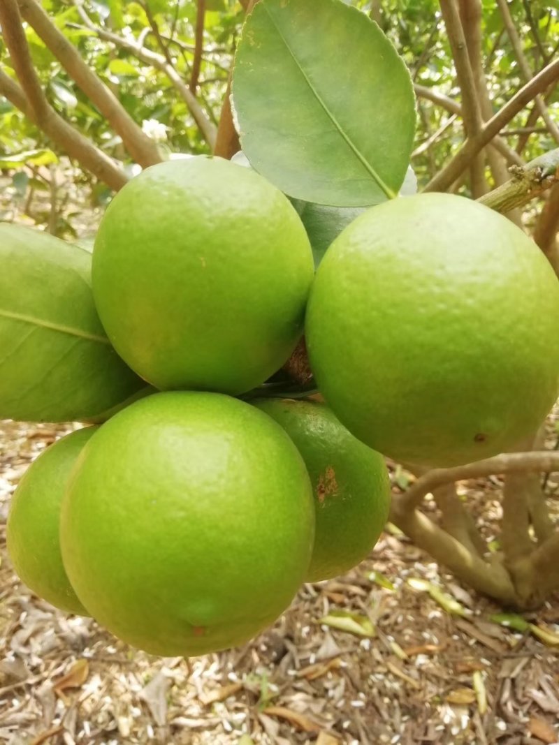 无籽青柠檬苗，多季开花结果，品种质量保当年种植可少量挂果