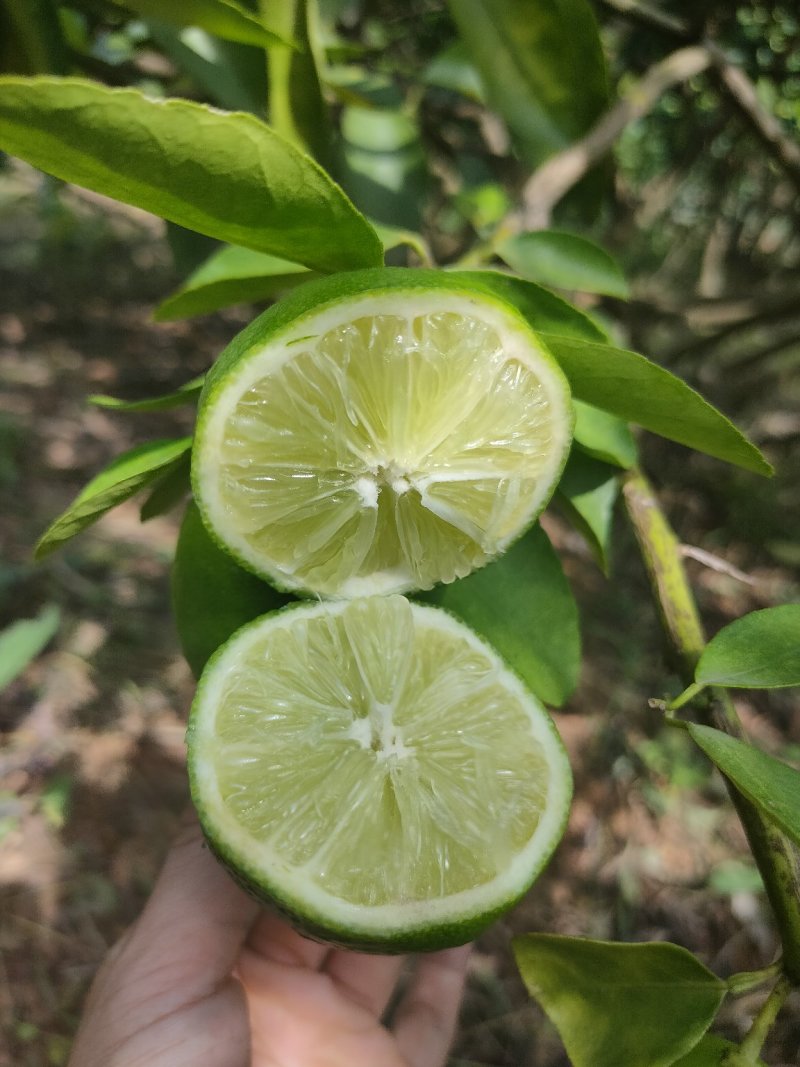 无籽青柠檬苗，多季开花结果，品种质量保当年种植可少量挂果