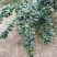 无籽青柠檬苗，多季开花结果，品种质量保当年种植可少量挂果
