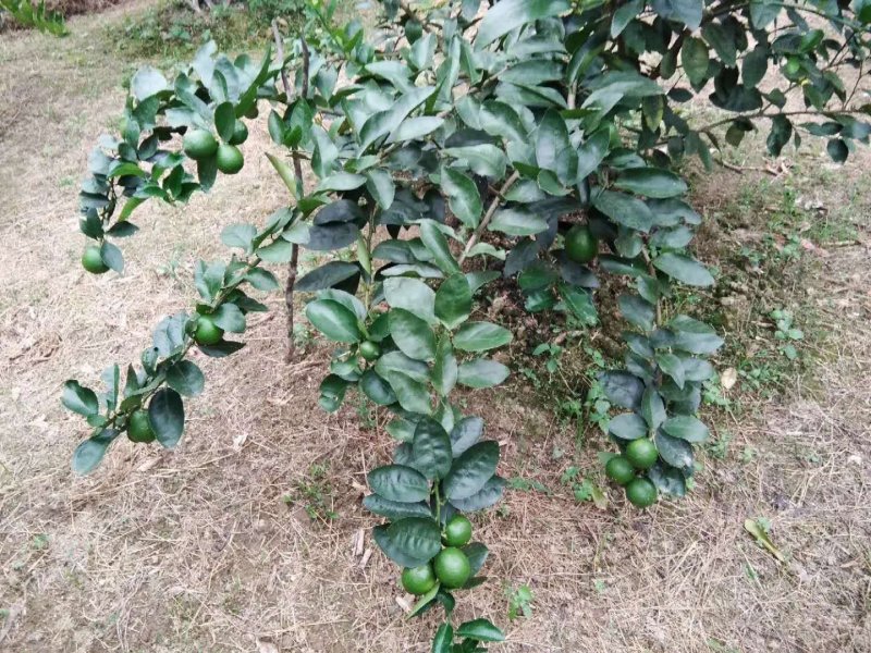 无籽青柠檬苗，多季开花结果，品种质量保当年种植可少量挂果