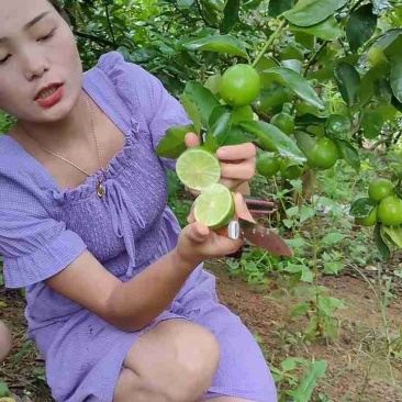 无籽青柠檬苗，多季开花结果，品种质量保当年种植可少量挂果