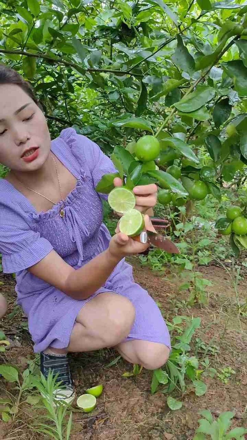 无籽青柠檬苗，多季开花结果，品种质量保当年种植可少量挂果