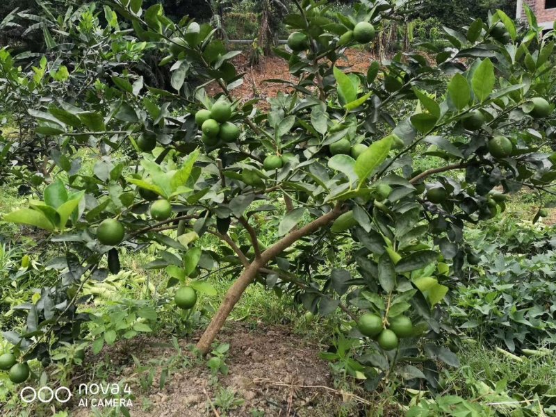 无籽青柠檬苗，多季开花结果，品种质量保当年种植可少量挂果