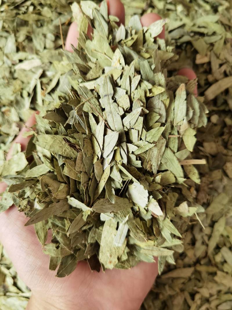 番泻叶新货番泻叶天然药材色泽鲜明品质保证