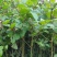 虎杖苗虎杖种苗虎杖种植虎杖苗虎杖种苗