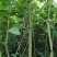 虎杖苗虎杖种苗虎杖种植虎杖苗虎杖种苗