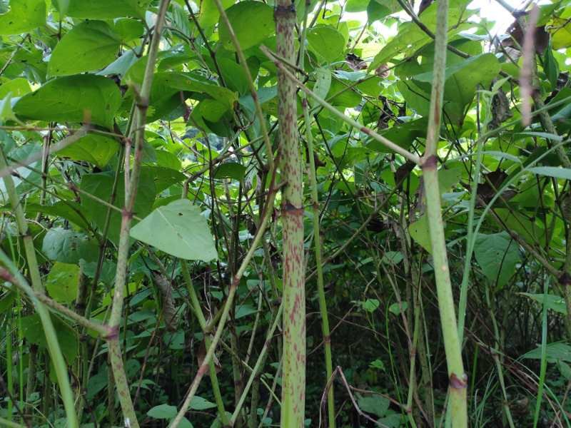 虎杖苗虎杖种苗虎杖种植虎杖苗虎杖种苗