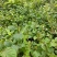 虎杖苗虎杖种苗虎杖种植虎杖苗虎杖种苗