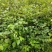 虎杖苗虎杖种苗虎杖种植虎杖苗虎杖种苗