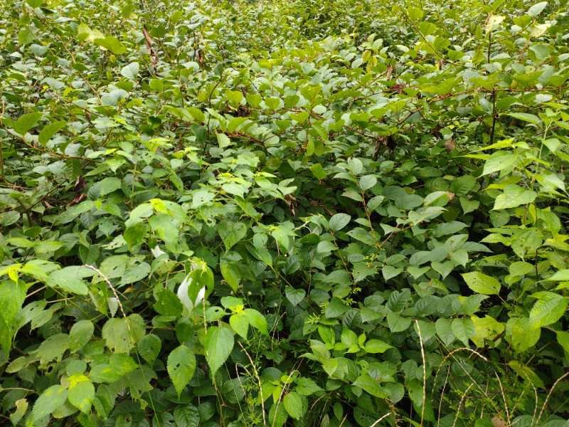 虎杖苗虎杖种苗虎杖种植虎杖苗虎杖种苗