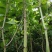 虎杖苗虎杖种苗虎杖种植虎杖苗虎杖种苗