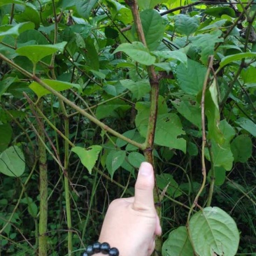 虎杖苗虎杖种苗虎杖种植虎杖苗虎杖种苗
