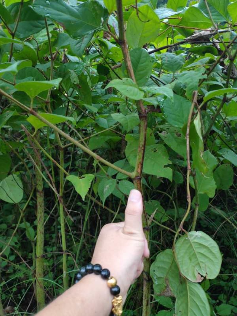 虎杖苗虎杖种苗虎杖种植虎杖苗虎杖种苗