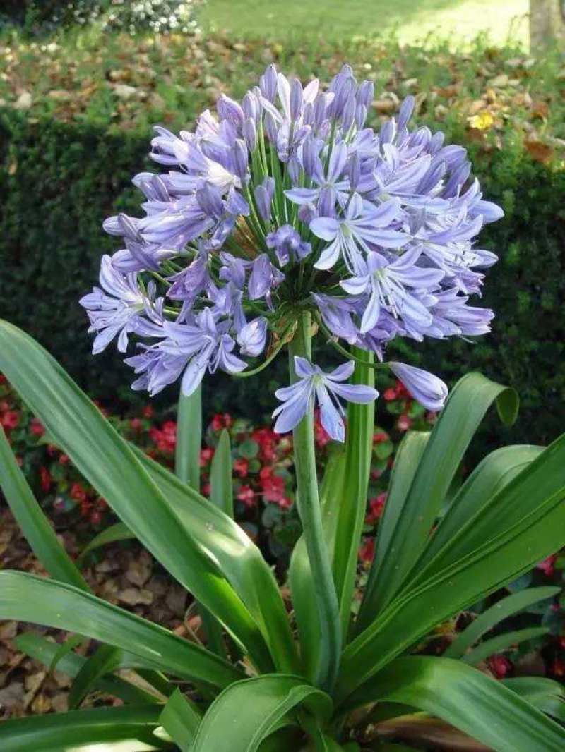 出售百子莲，百子莲，基地直销，