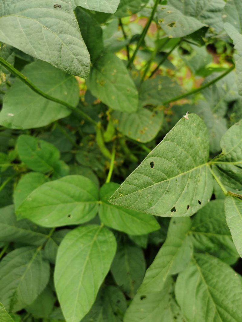 青毛豆