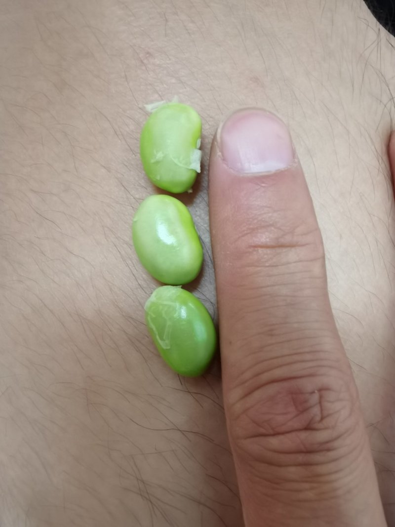 大青豆