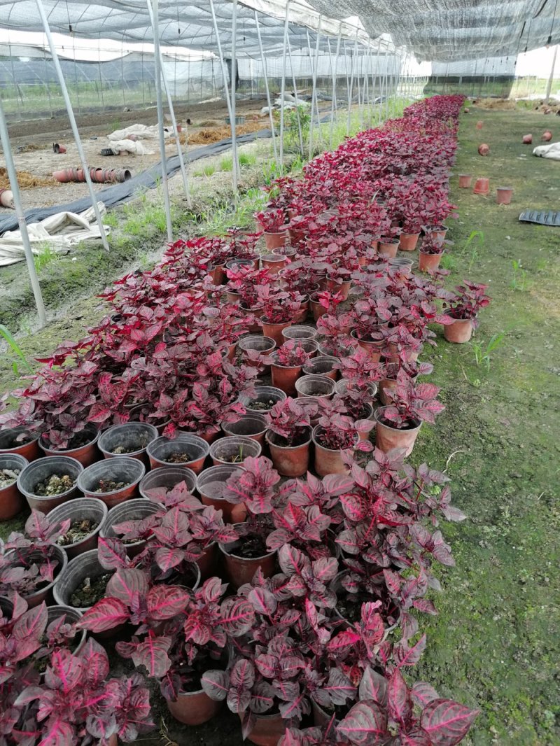红叶苋基地，精品红叶苋。