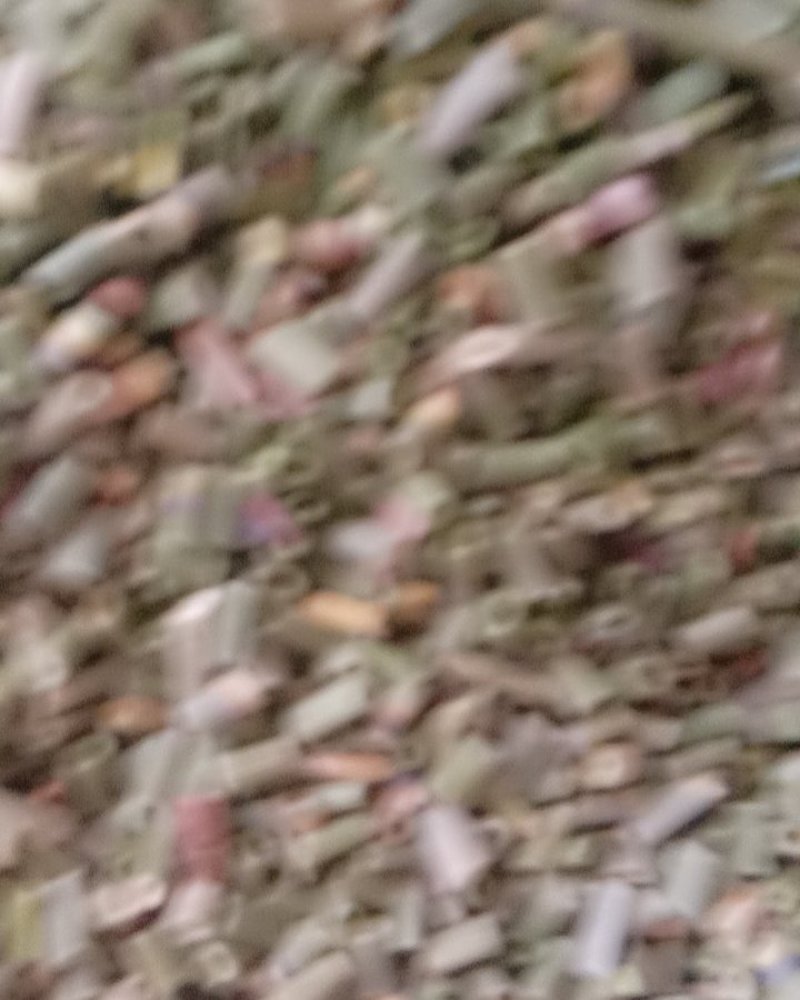 木贼，常年批发供应木贼节节草量大从优