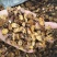 【文斌药业】炙甘草蜜炙甘草统货中片地道药材