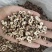 【文斌药业】丹皮牡丹皮好货基本全抽芯地道药材