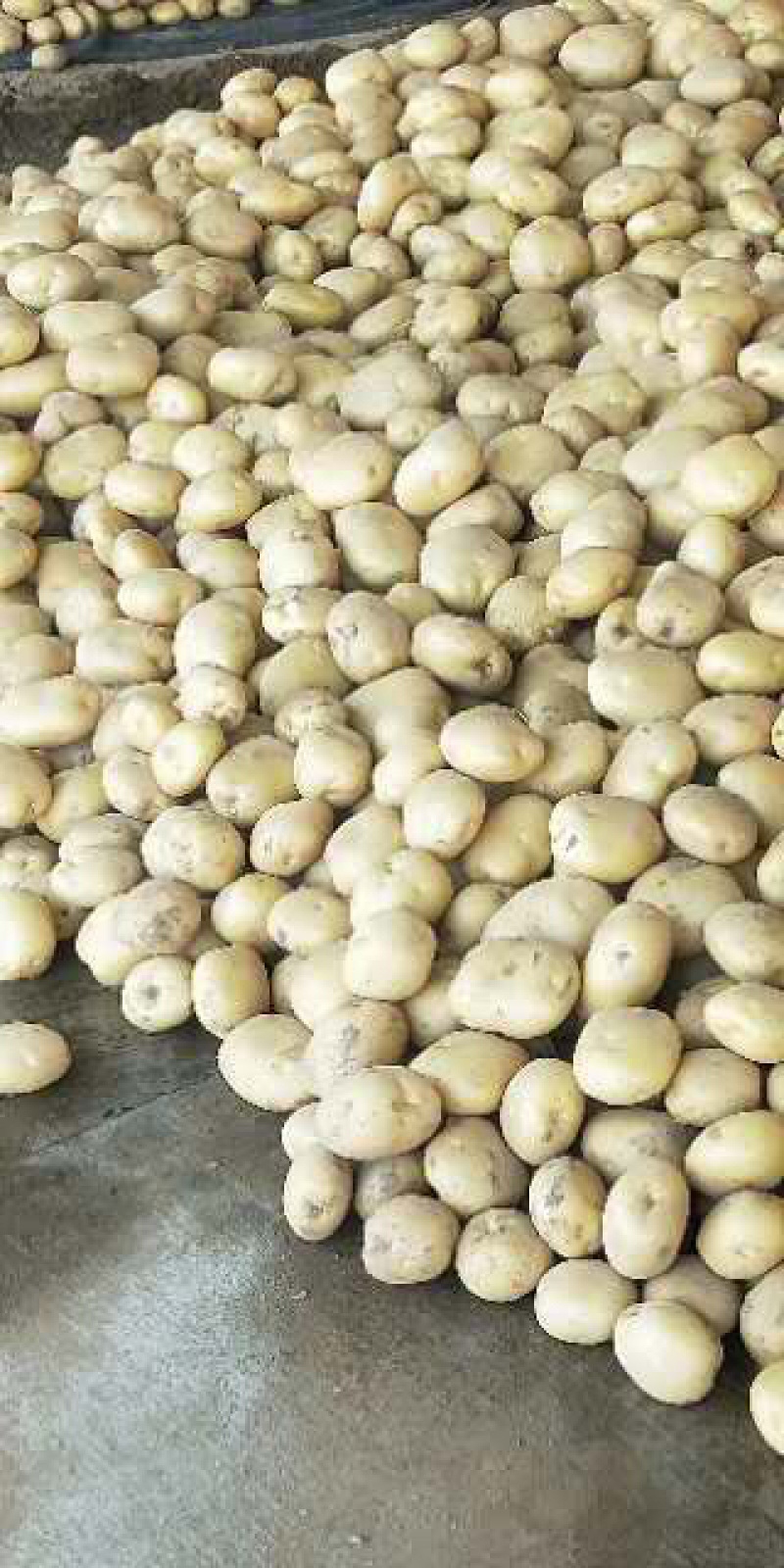 『精品优质』大量供应沃土，泰和六号，实验一号