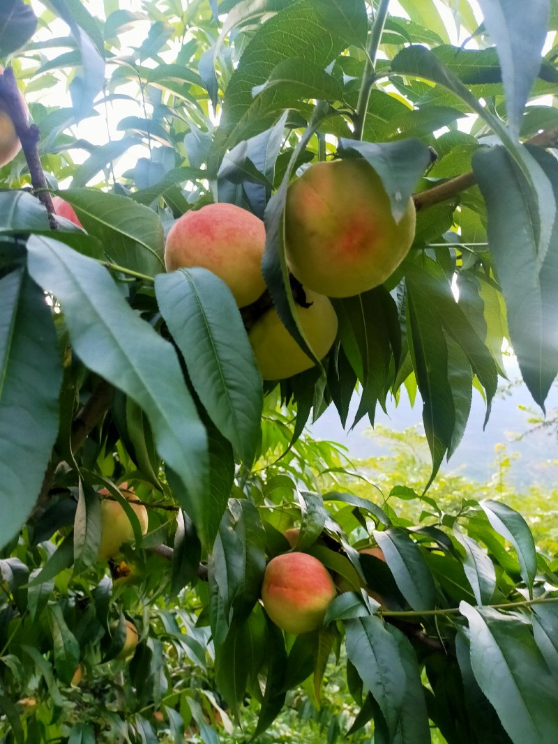 白凤桃，口味，脆，微甜