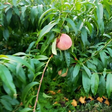 白凤桃，口味，脆，微甜