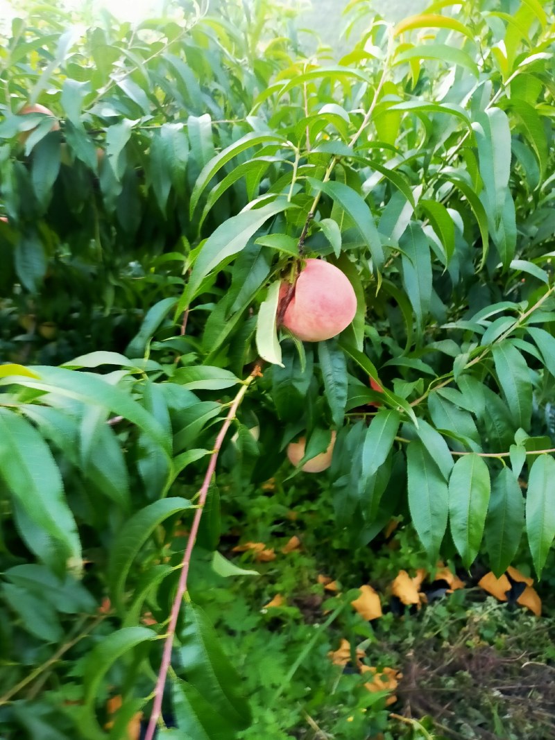 白凤桃，口味，脆，微甜